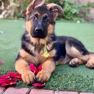 Romeo