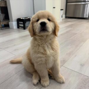 Willow