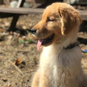 Duke