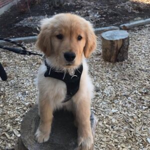 Cooper