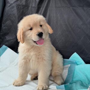 Bruno
