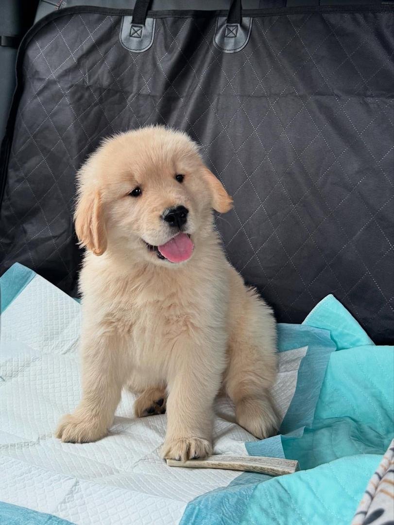 WhatsApp Image 2025-11-29 at 4.22.02 AM (1)