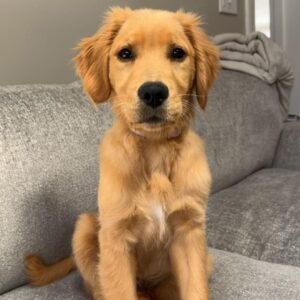 Finn