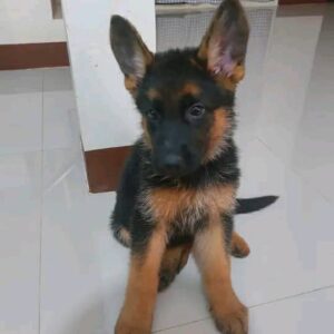 Odin