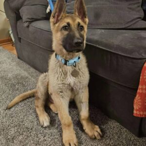 Ranger