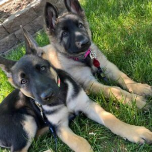 Meet Luna & Koda