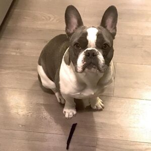 Diesel
