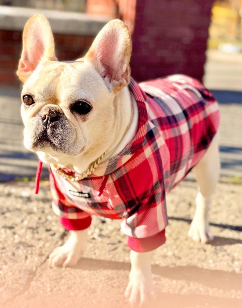 WhatsApp Image 2025-12-05 at 2.37.07 AM