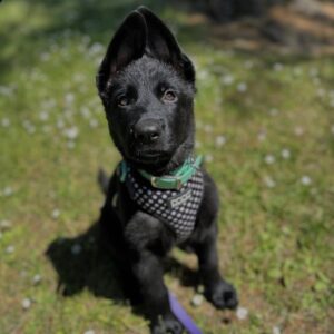 Ranger