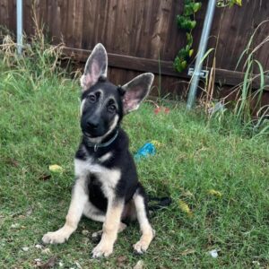 Zeus