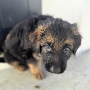 Nala