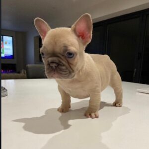 Gizmo