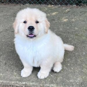 Cooper