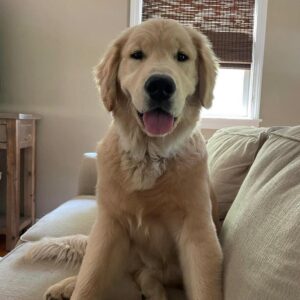 Finn